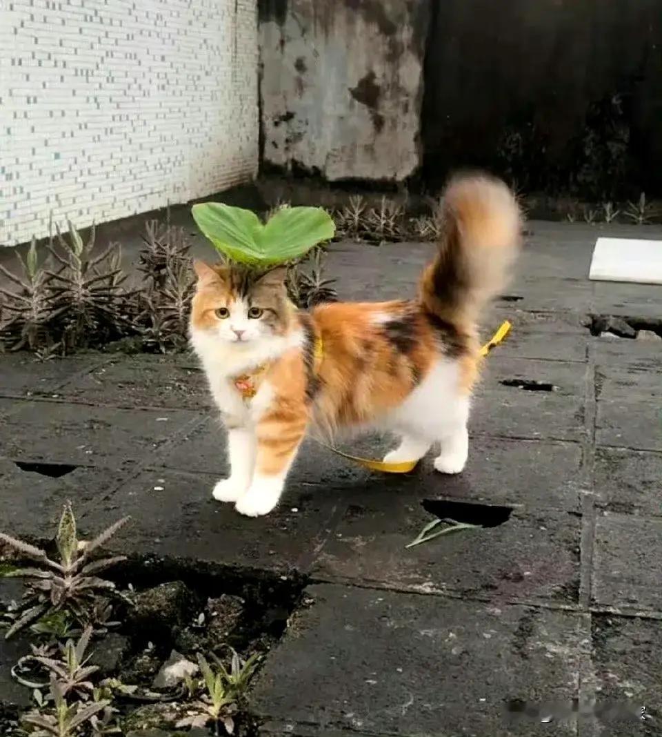 小荷才露尖尖角，早有猫猫立下头​​​。​​​