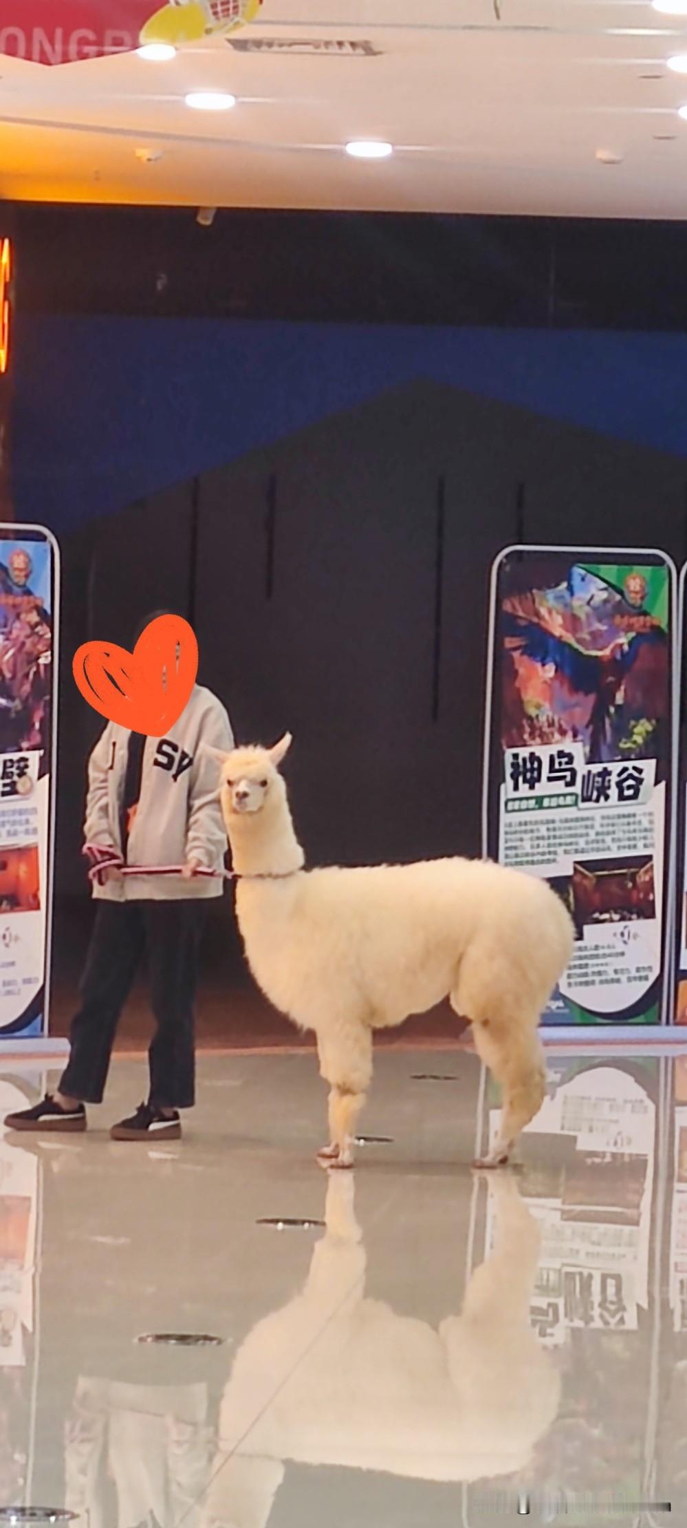 快乐营地的羊驼和二老板家的招财猫