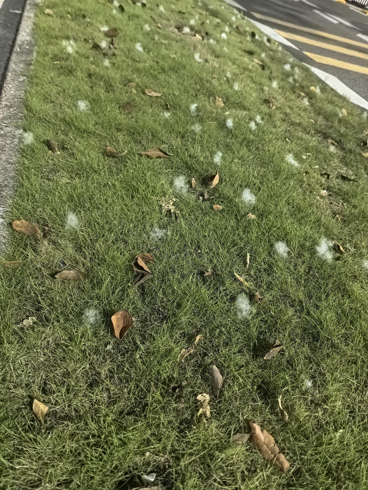 昨晚楼下遛娃，邻居问我带的是孙子吗？我说不是，是外孙，然后就聊到儿子没找女朋友呢