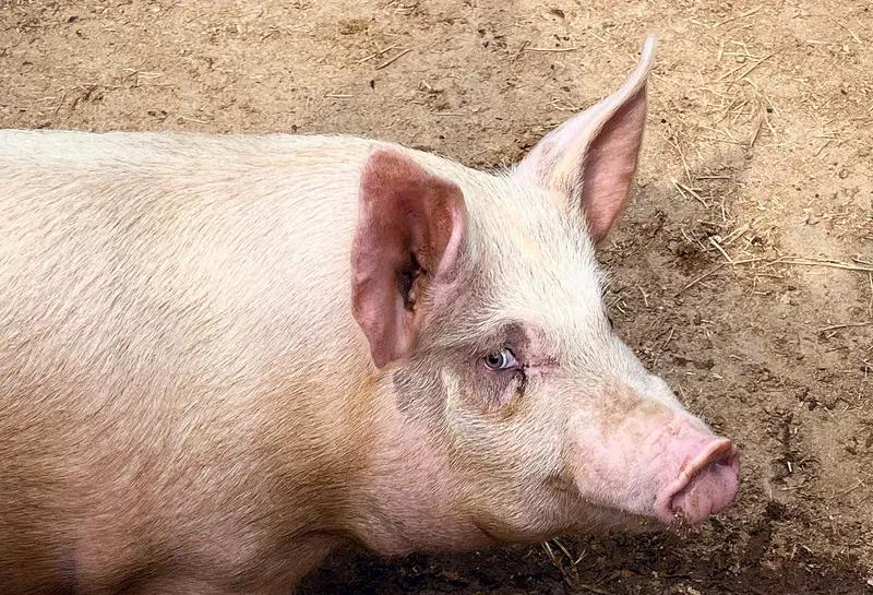 踩了狗屎运的属猪人，快来接呀！今天是属猪人破太岁的日子，别以为这是坏事，其实破太