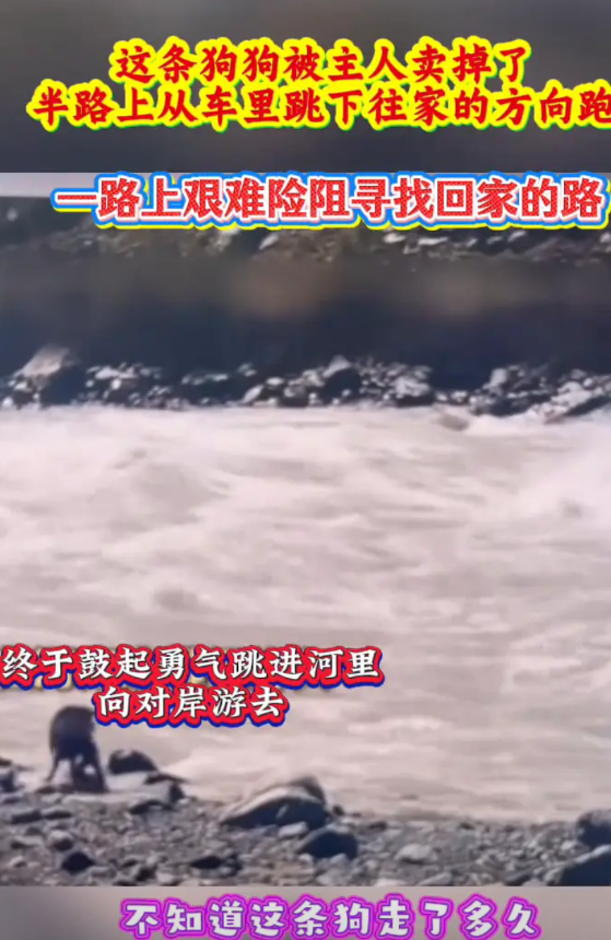 这条狗狗被主人卖掉了，半路上从车里跳下往家的方向跑，一路上艰难险阻寻找回家的路，