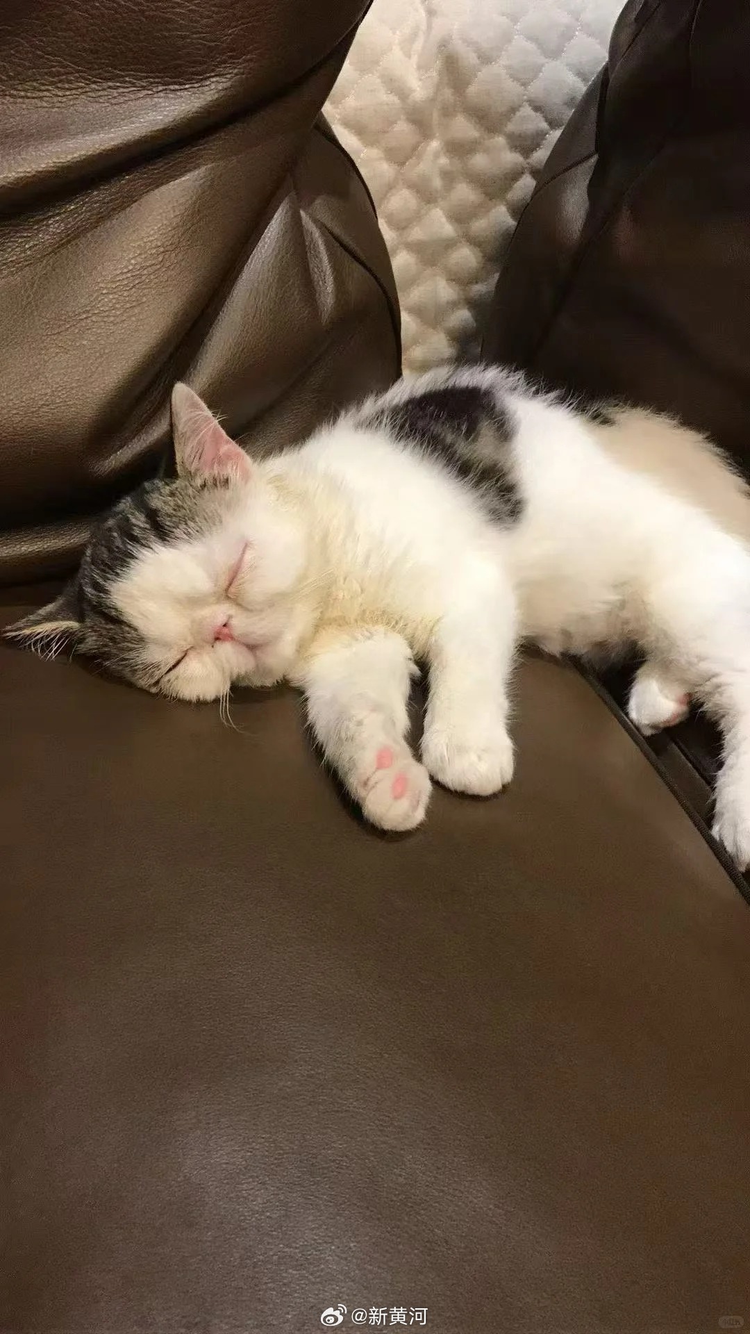 【#鹿晗的猫去世#】3月19日，鹿晗在社交平台发布动态表示，自己的宠物猫“三胖