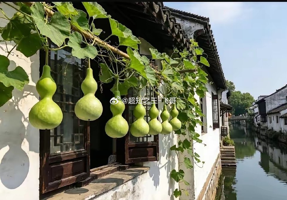 绍兴的葫芦娃爷爷彻底火了。​大爷本来是想种点葫芦炒着当菜吃，谁知“无心插柳柳成荫