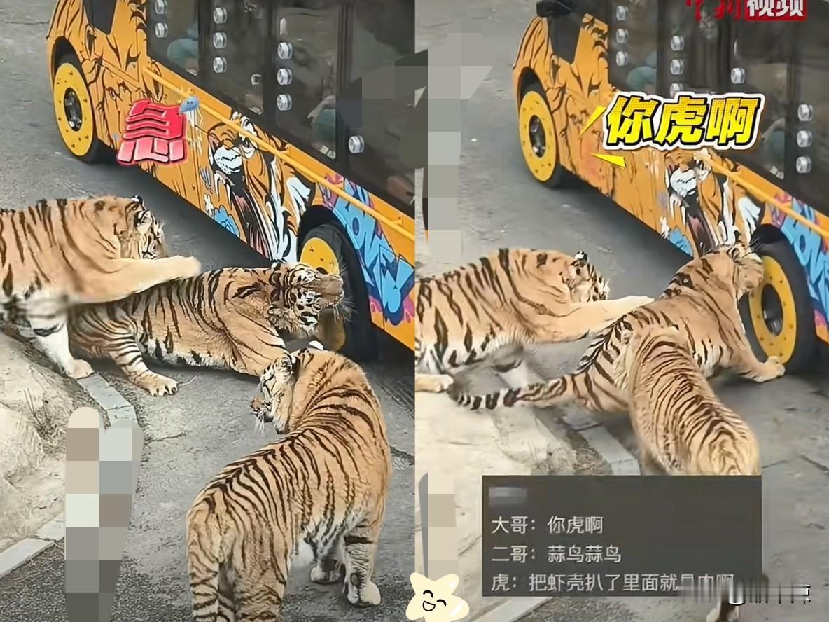 老虎冲上热搜了！辽宁某动物园老虎看见观光车路过，上前一口咬住了车轮胎，本以为它咬