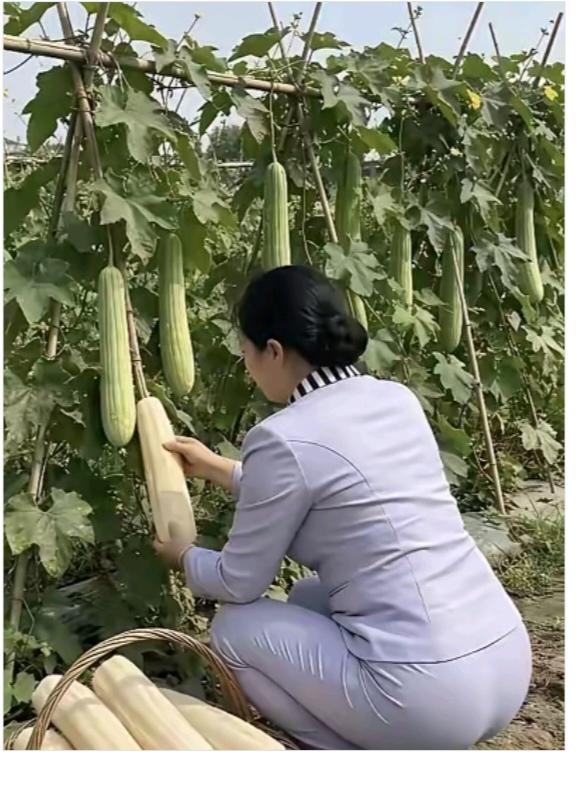 丝瓜大多了今年丝瓜大丰收；嫩的留着做菜吃；老的晒干做它用；现在已经开始收