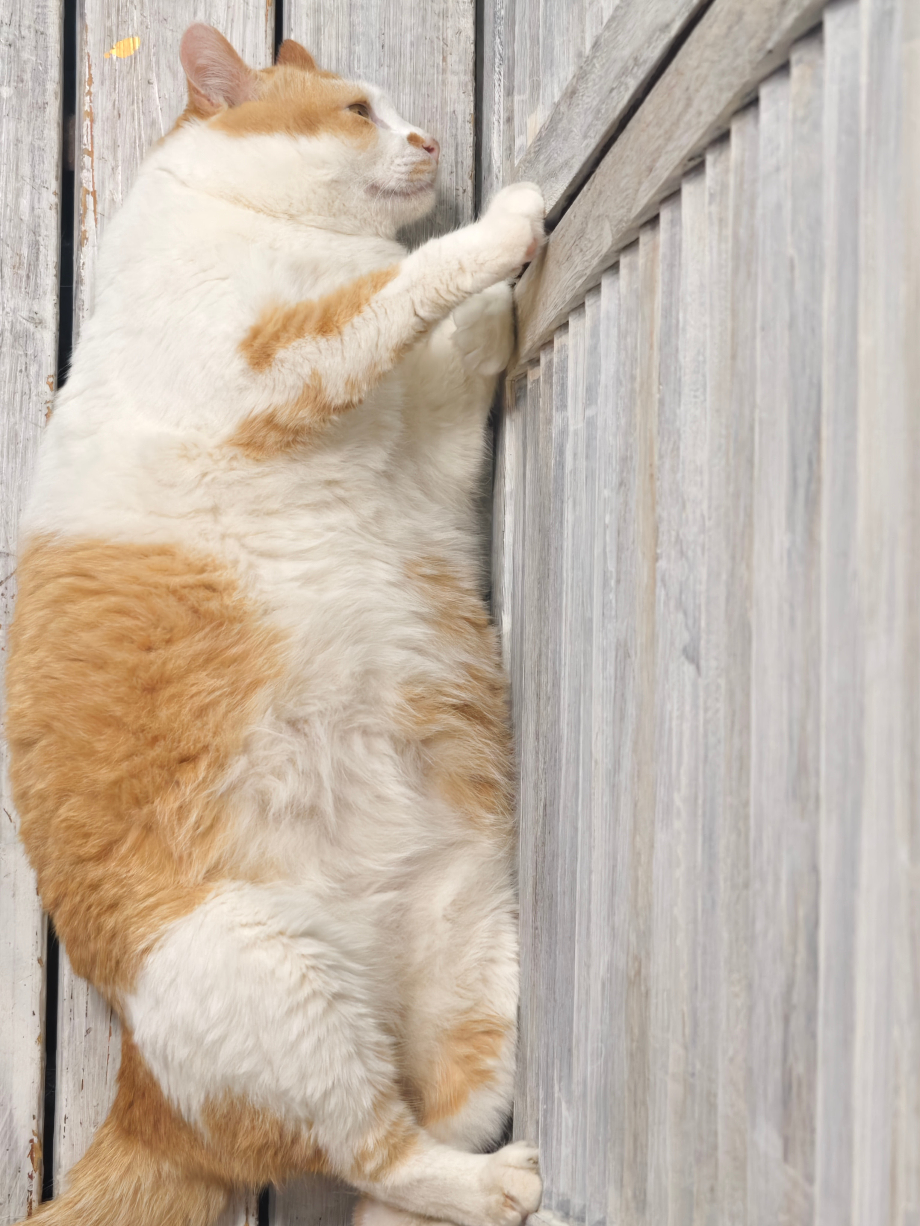 小肥猪越来越爱睡觉了​​​