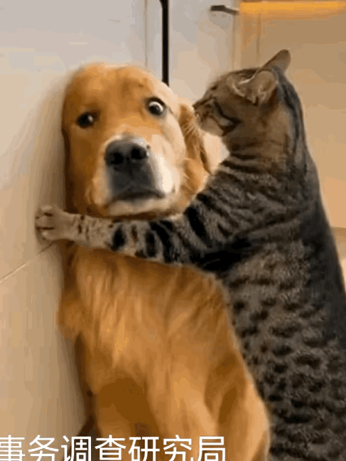 大金毛平日受铲屎官独宠，在家嚣张跋扈惯了。，只‮班上官屎铲天这剩它和猫咪在