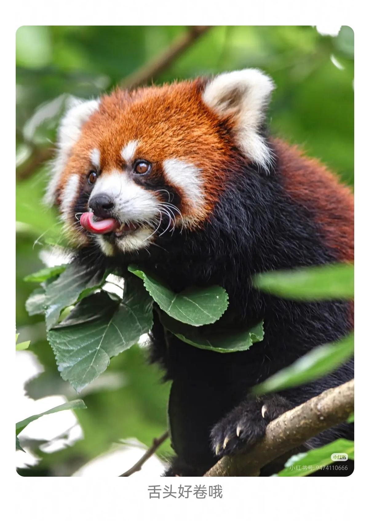 小熊猫好可爱~