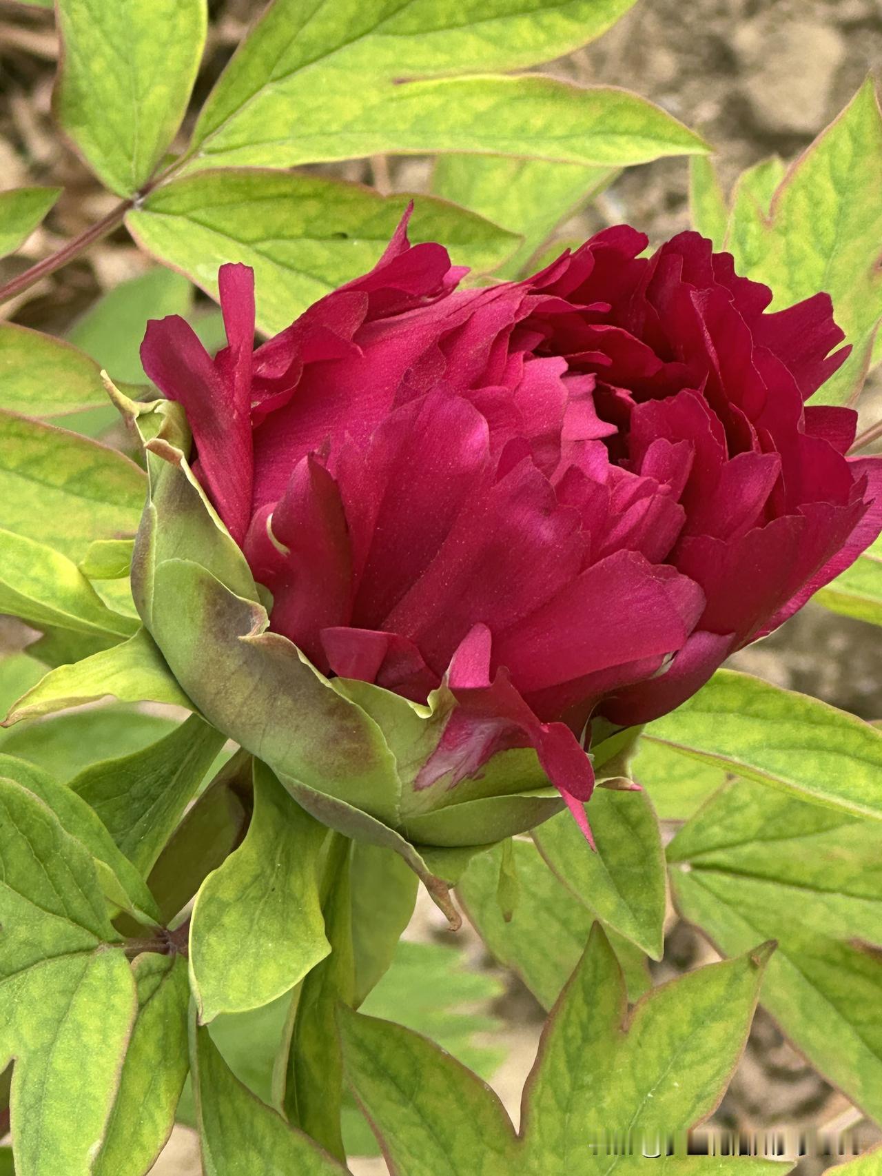 今天来看牡丹花了花开正当时不早不晚恰好盛开我及时赶来一年一度的相约美