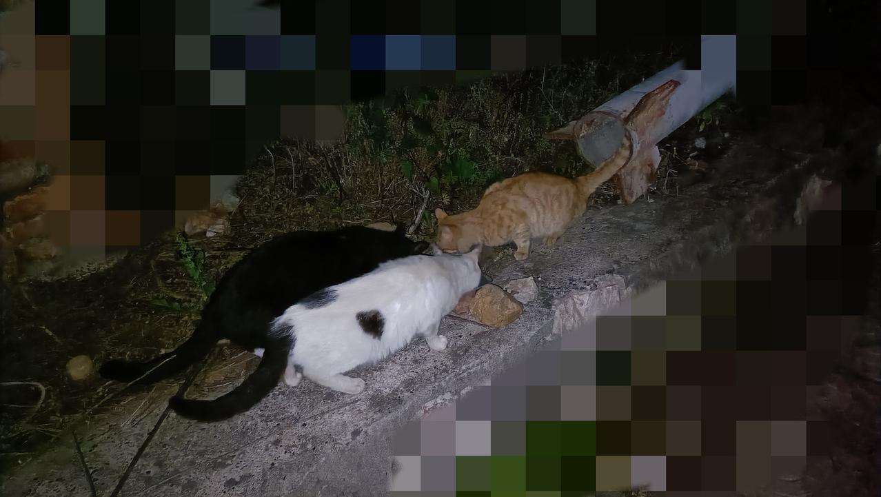 今晚去喂流浪猫，投喂点几乎看不到猫，但食物都是吃光的状态，路上遇到几只拦路要吃的