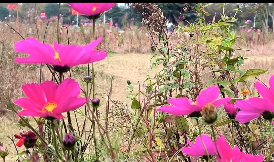 颈椎病不知不觉中消失：科学护颈方法+最新研究支持光改姿势不治本，脖子还是得靠