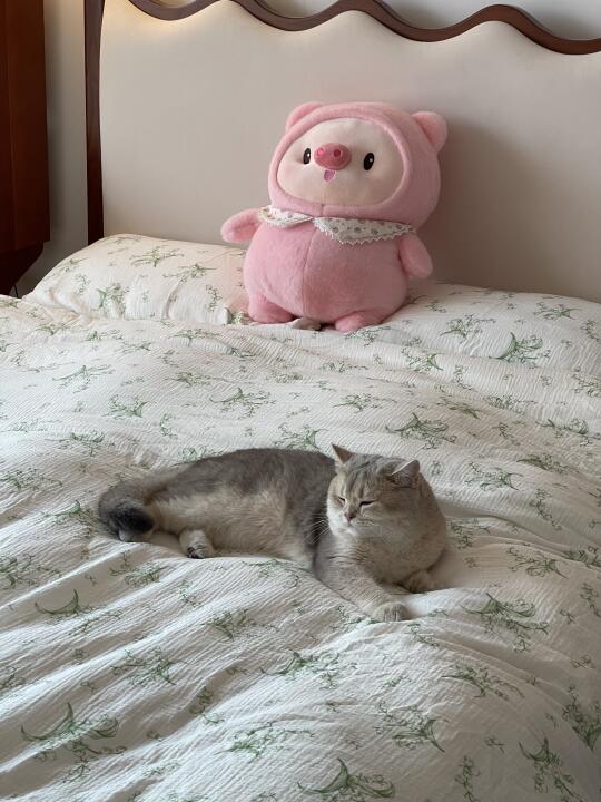 这是谁家这么会选床单的猫猫？