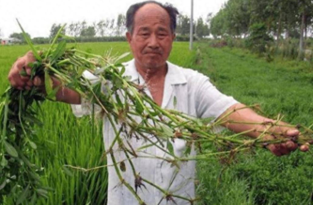 90年前，日本人将一种毒草带到中国，并大面积种植，泛滥成灾后差点导致我国农作物绝