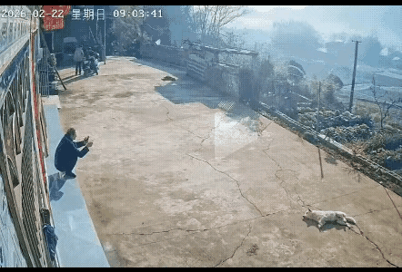 撞飞了人，吓跑了狗，一次意外失控造成人飞狗跳。