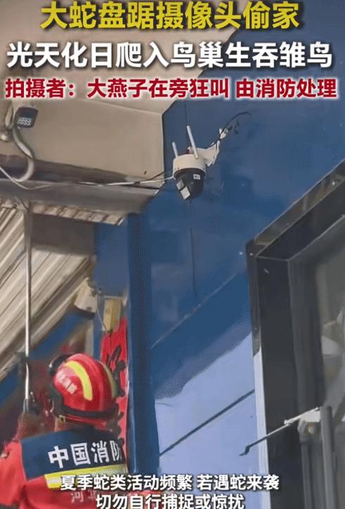 河北承德，女子看到大蛇钻到燕子窝吃小燕子。没想到，女子急得说:“我报警了，都吃