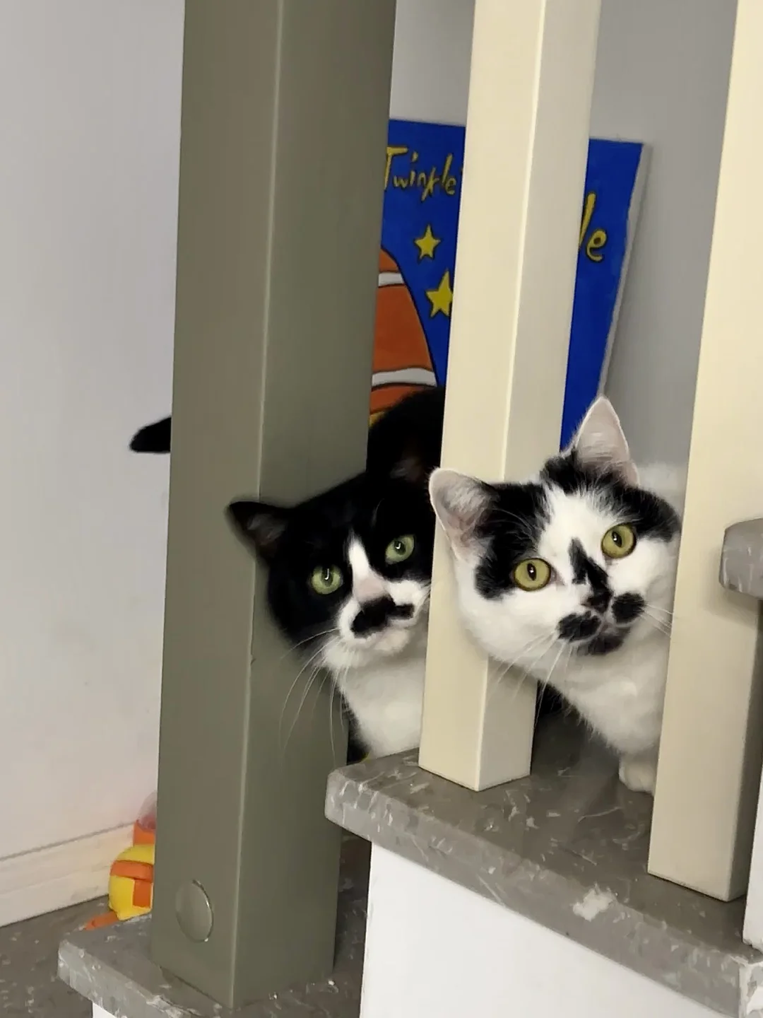 新手养猫攻略，准备这些就够了