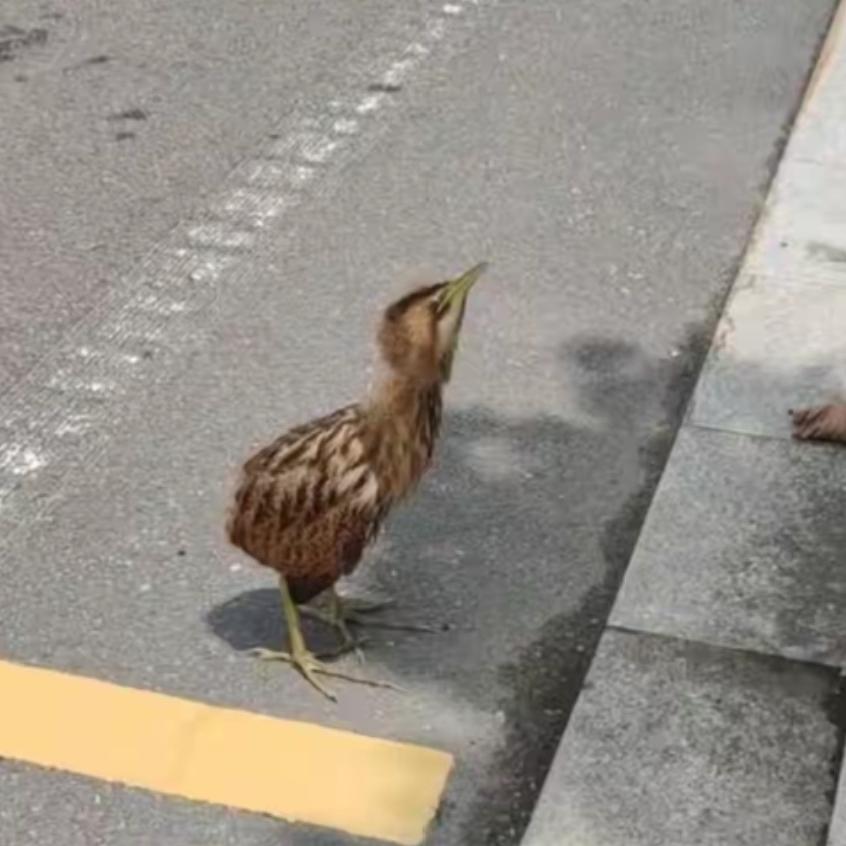 太罕见了！山东威海，有市民在马路上，发现只不怕人的尖嘴怪鸟。这鸟长得特别稀