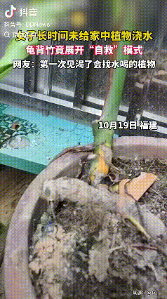 生命力真顽强！福建有个网友家的龟背竹最近成了“网红”。这株植物本来因为主人忘了浇