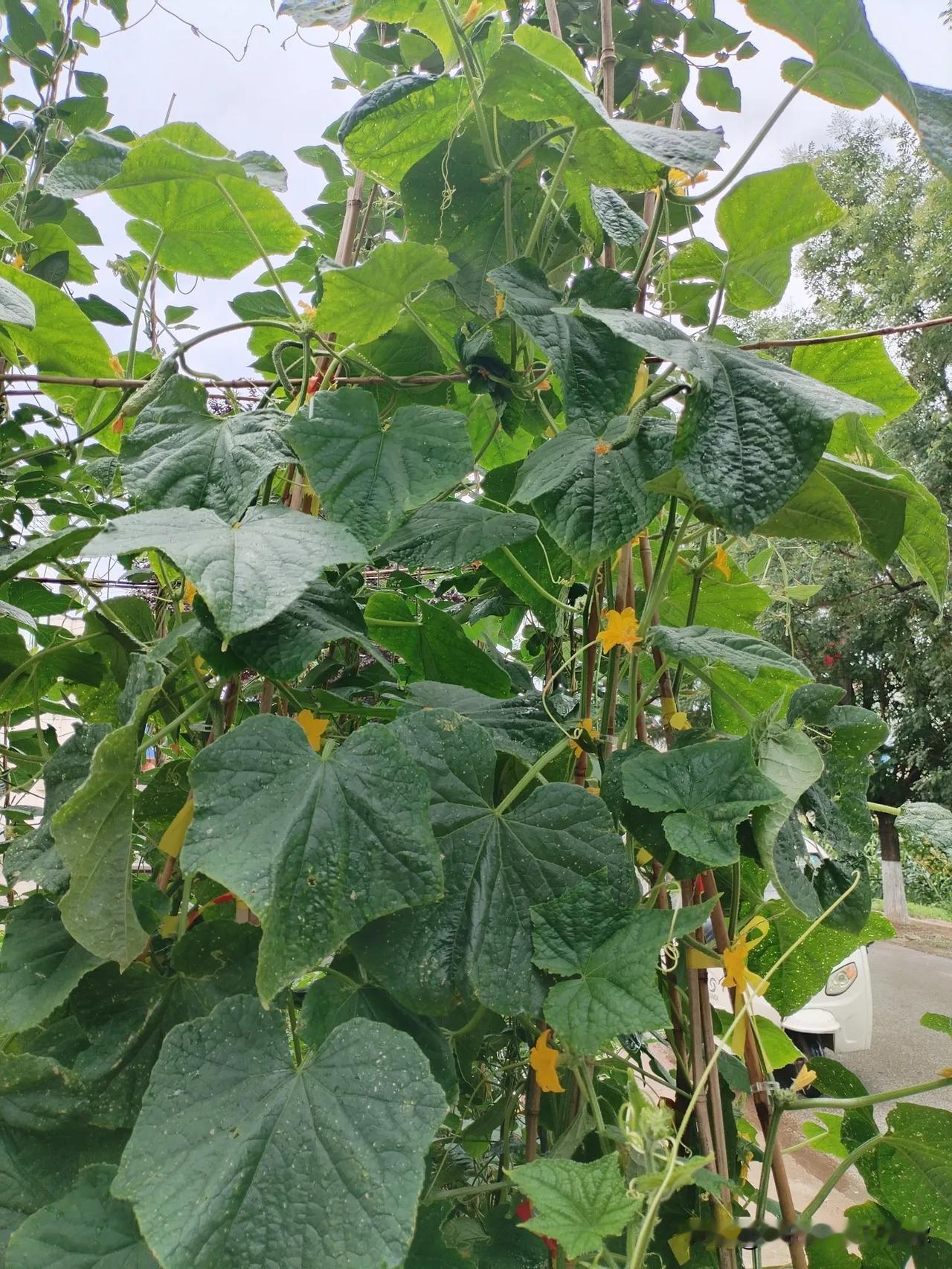 北方的夏日，农家小院里的菜园子里的时令蔬菜每一中都是最清凉的风，最动人的底色。