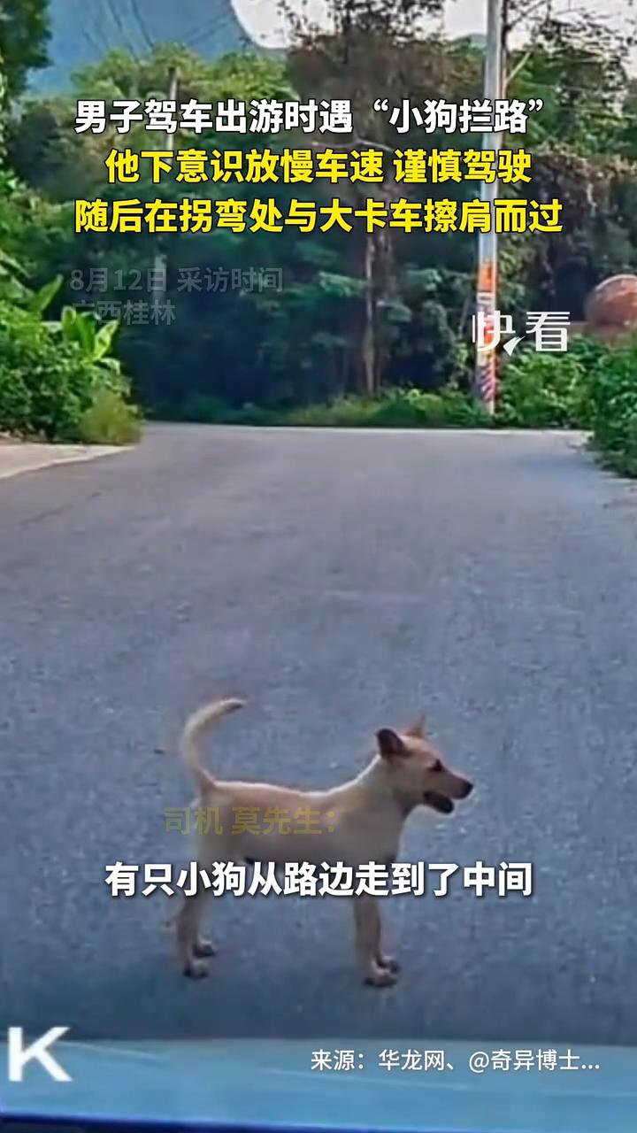 解释不清了！广西桂林，男子行驶在山间小路，突然一只小狗横穿马路，直接站在了车的正