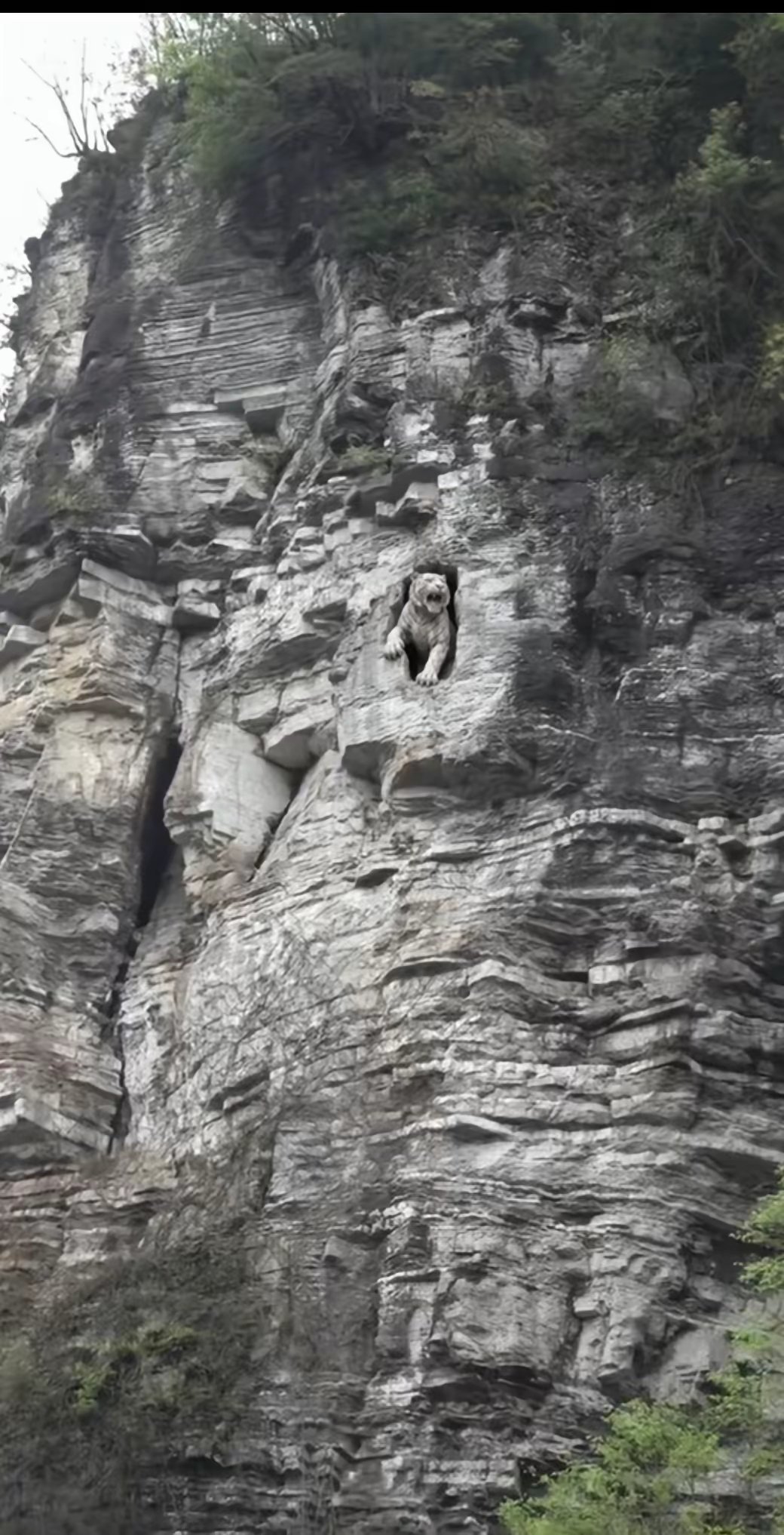 在一个山崖上发现了一只远古时代被石化的老虎……