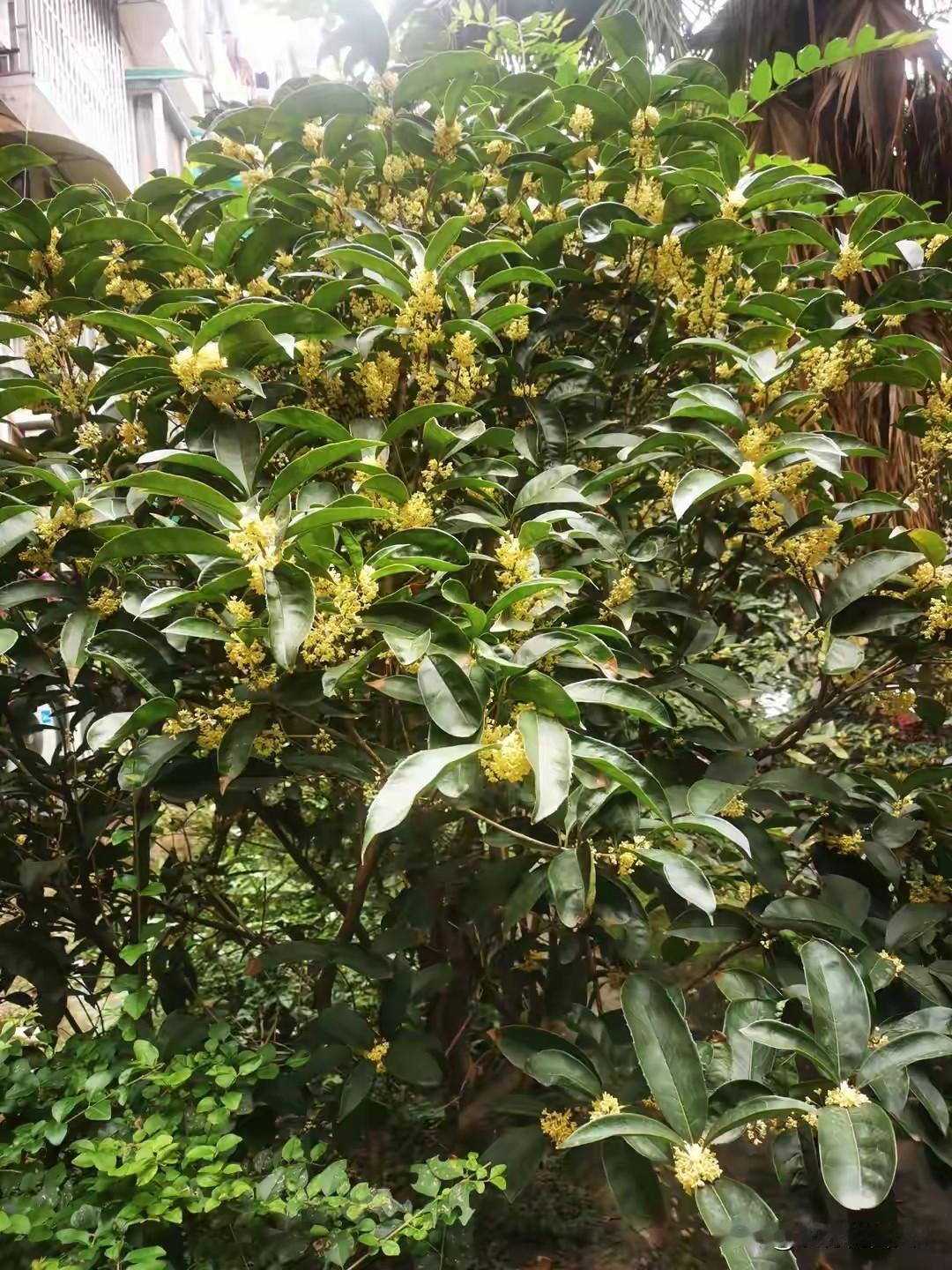 老话说：“门前种树，荫庇子孙”。农村家里有这5棵树，“子孙一直富”，真不是瞎说！