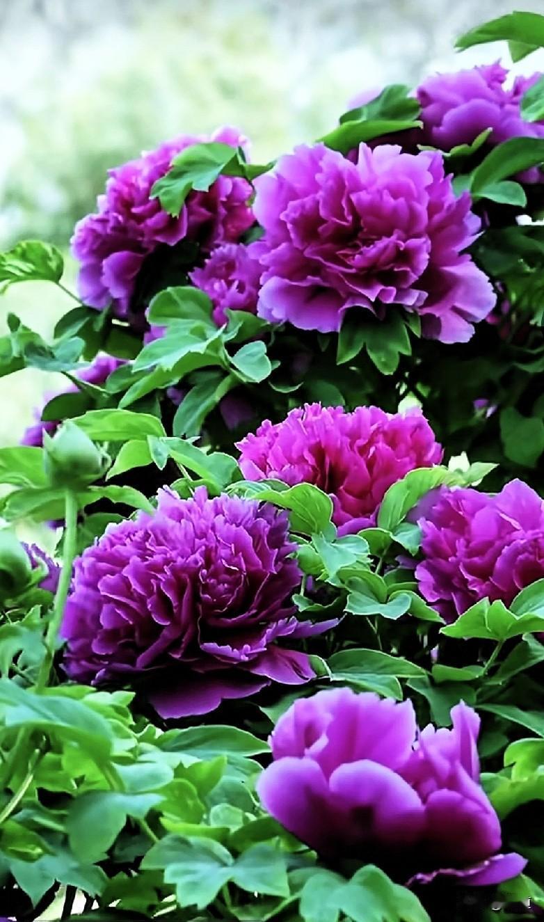 我刚明白什么才叫真正的放下和不爱了。就是我知道我家那位现在正在我的家里和另一个