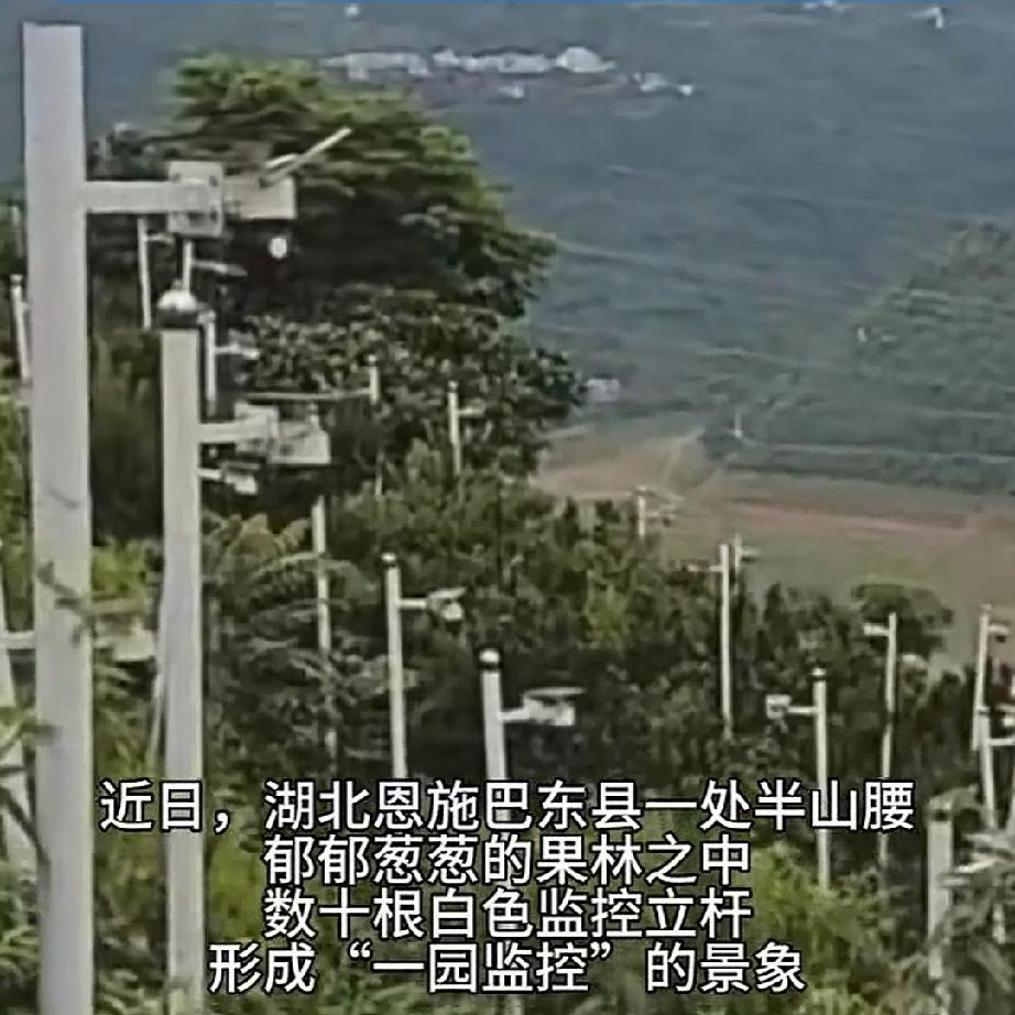 近日，湖北恩施巴东县。半山腰一处不大的果园内，相距不远就有一个监控。数十个监控密