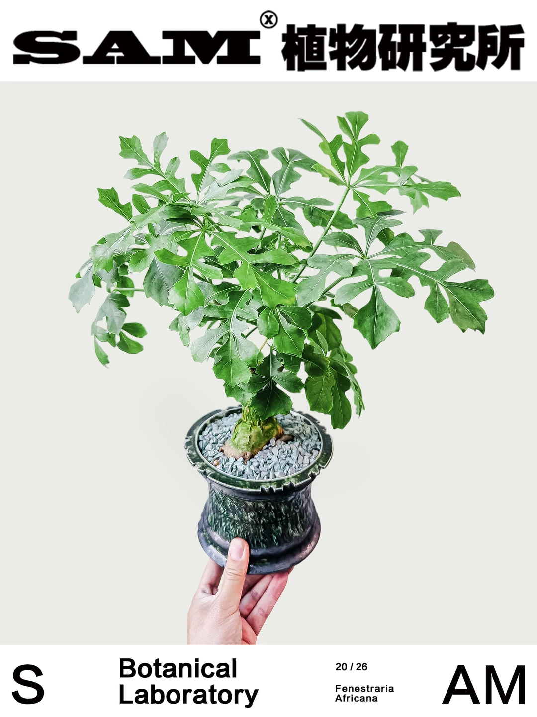 非洲树人参｜Cussonia Natalensis