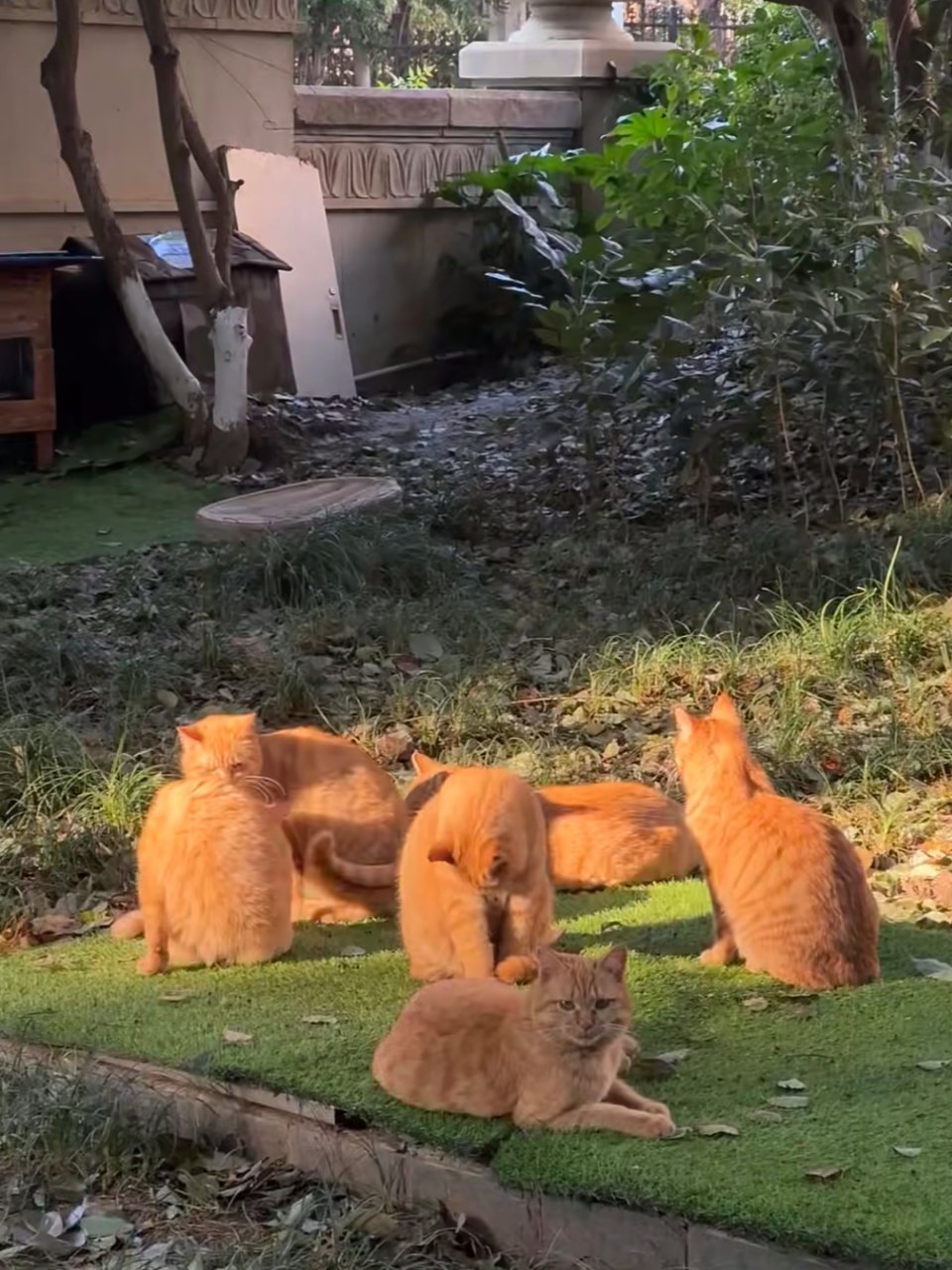 一群被太阳烤得暖烘烘的大橘