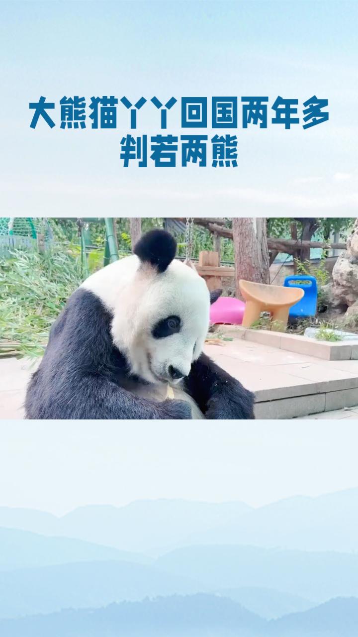 曾经“皮包骨”的丫丫如今已蜕变为“西直门长公主”，回国两年多判若两熊，引发广泛关