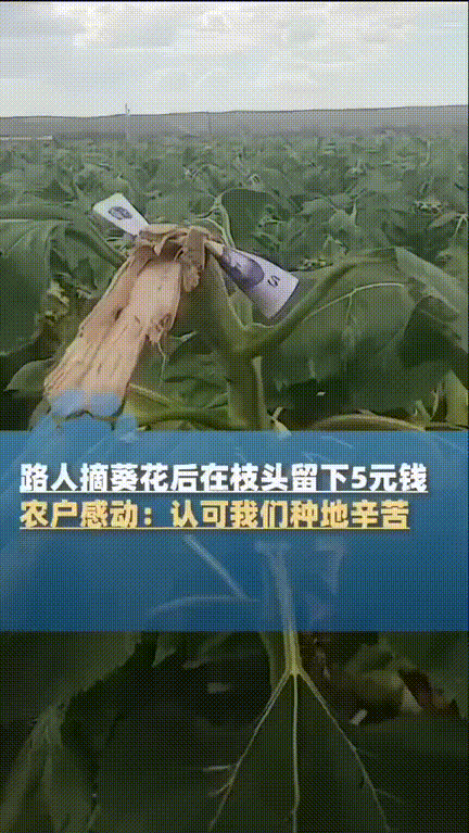 讲究人！农户到自己的葵花地查看葵花生长情况，看到一颗葵花竟然只剩杆没花了，当即气