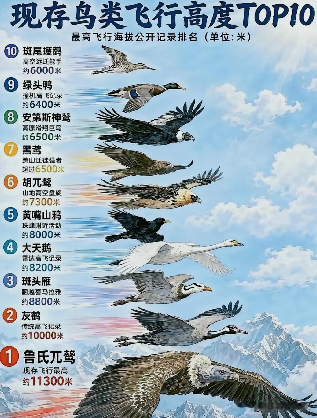 万米高空的“空中王者”！现存鸟类飞行高度TOP10！很多人以为雄鹰就是飞得