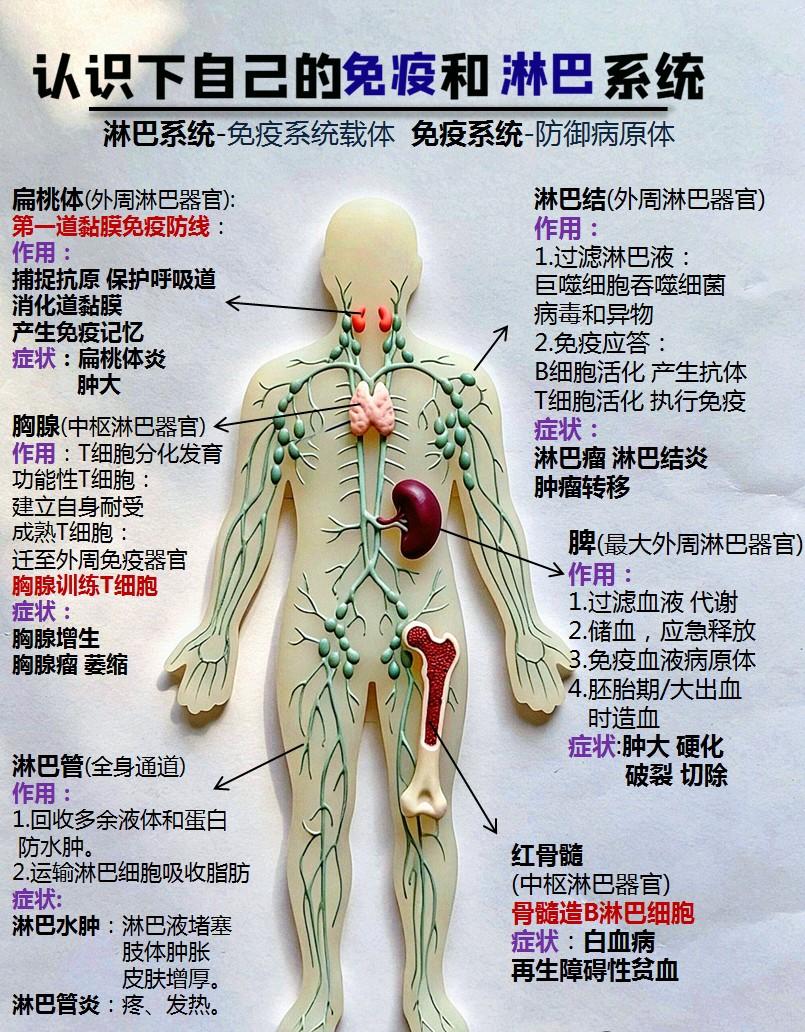 这直接和你自身的免疫与淋巴系统息息相关！从前我一直错把免疫力等同于“不感冒”