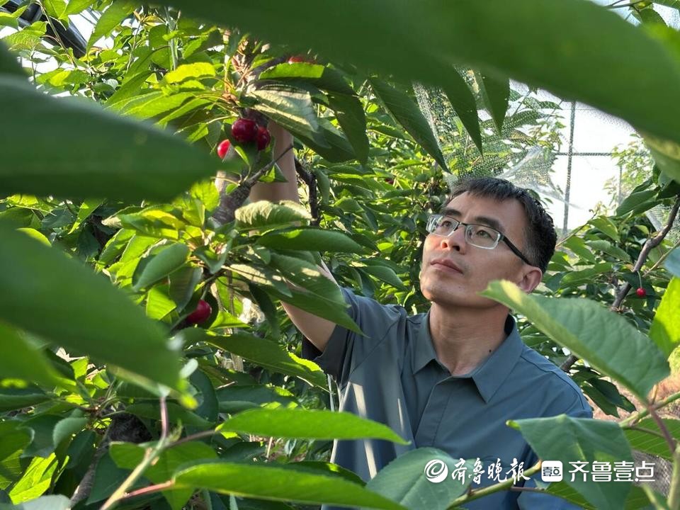 又脆又甜, 扛冻扛裂! 烟台大樱桃新品种诞生记