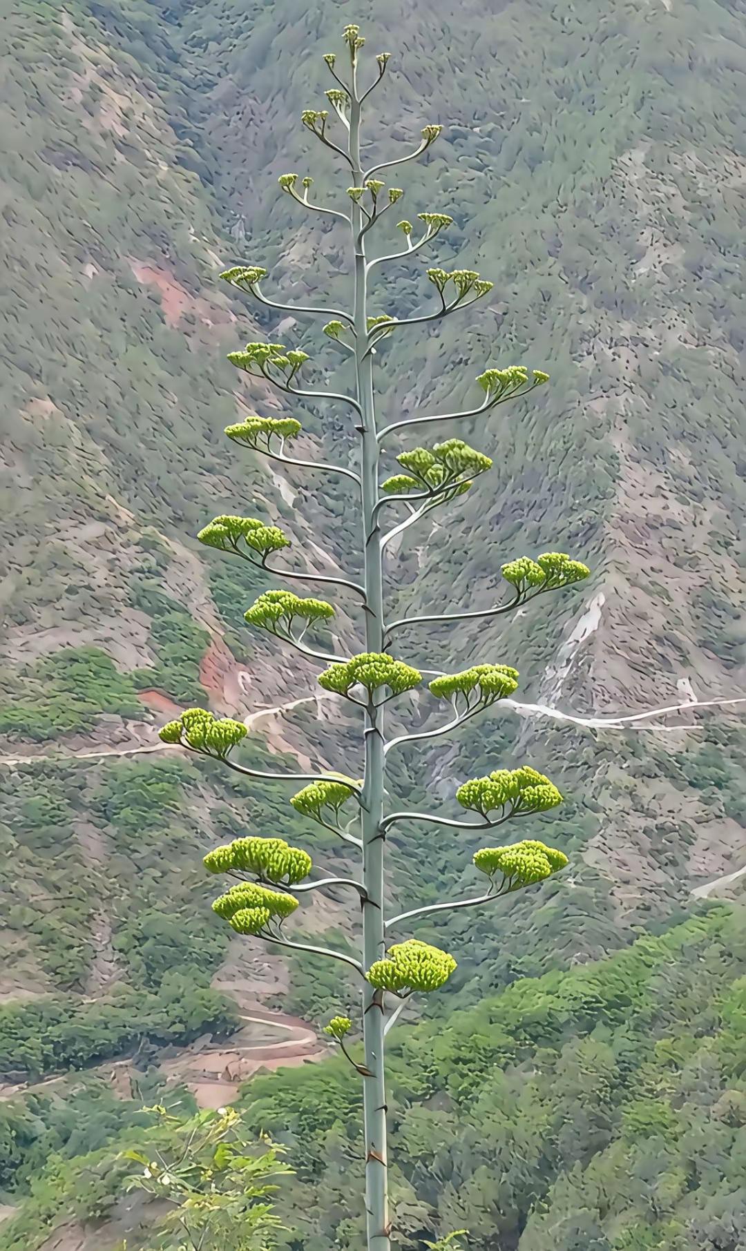 三星堆的原始样板树