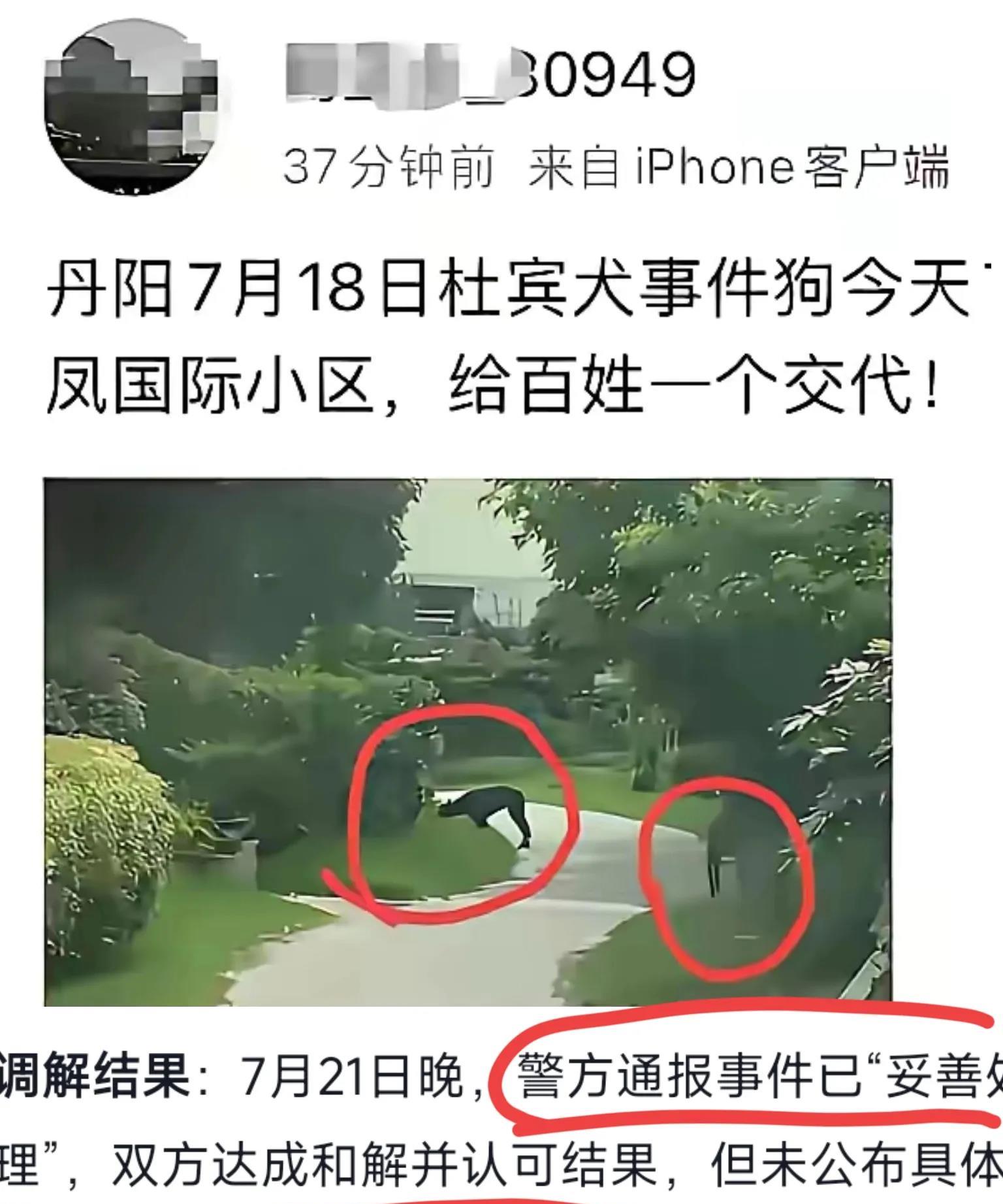 这就是“已妥善处理”了？丹阳前脚刚说“已妥善处理”杜宾犬事件，后脚两只杜宾就又