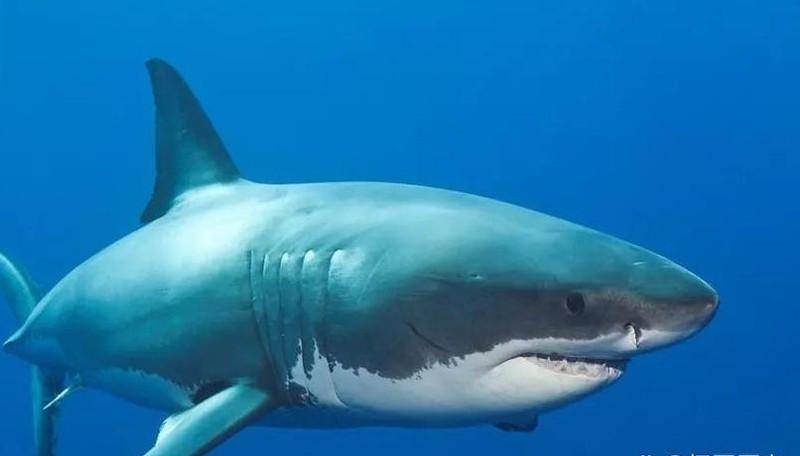 1929年，美国的一所监狱炖鲨鱼给服刑人员吃，炖鲨鱼的时候，鲨鱼肉的味道弥漫整个