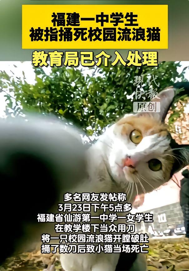 痛心！福建一中学温顺校园猫被女生当众残忍杀害，全网震怒！太残忍了！福建一中