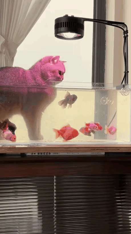 每天吃一条，主人天天看着鱼缸发呆，金鱼天天少，鱼哪去了？