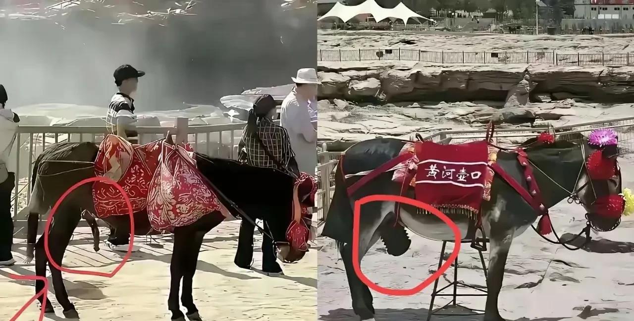人才啊！驴因为外露第五条腿被投诉，主人索性给驴套上了防护套！你这不是欲盖