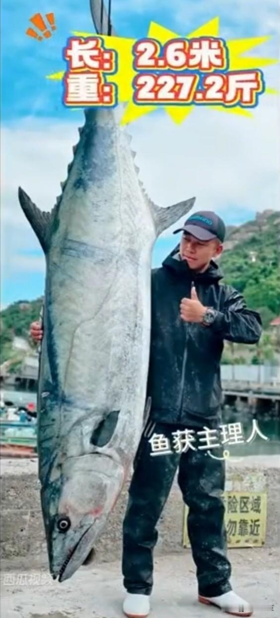 一男子在珠海庙湾海域钓鱼，没想到，竟钓到227.2斤的鱼王，这条鱼体长2.6米，