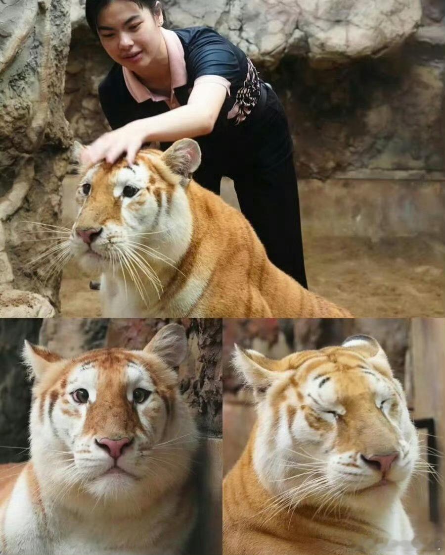 一只因外貌引发热议的泰国老虎，虎虎只是长得可爱了些，虎虎做错了什么？