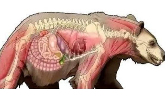 1985年，毒贩桑顿的飞机出事了，1500万美元的可卡因掉进了森林，然后，一只黑