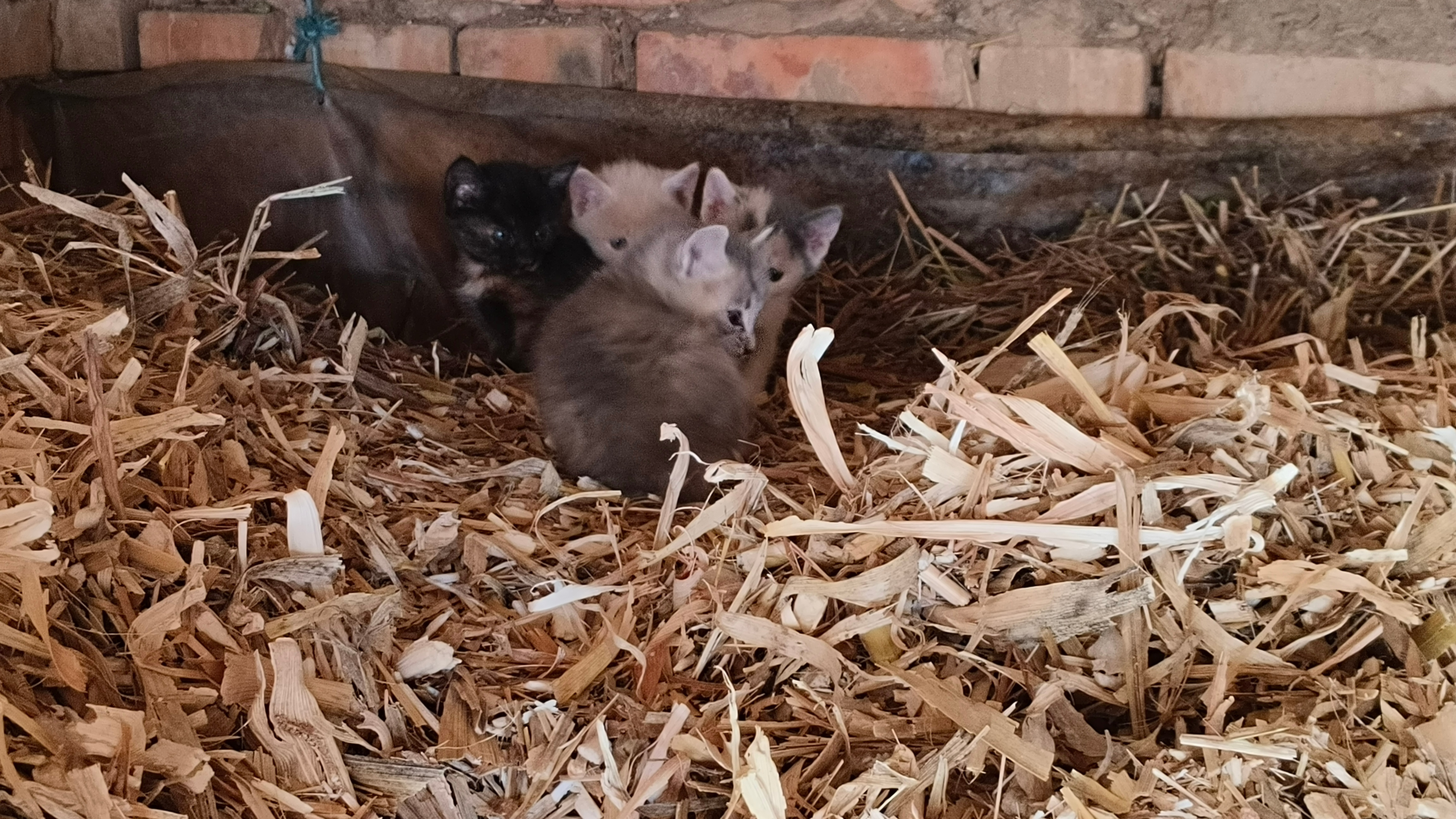 四只小猫猫🐱啊啊啊等我吃完饭挨个撸一遍​​​