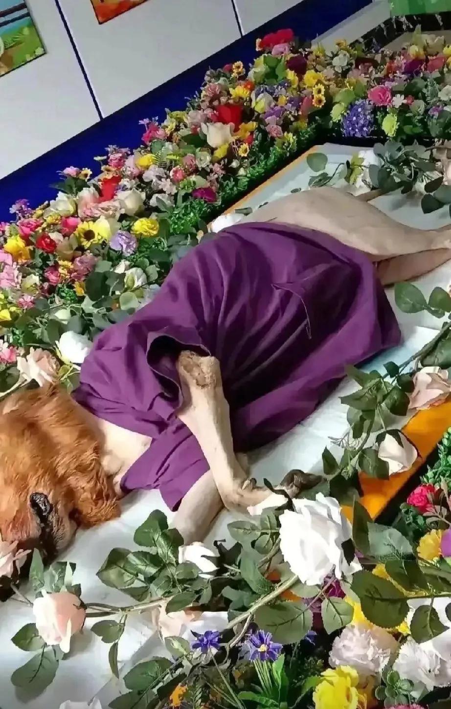 狗狗离世，主人大办葬礼引争议：爱宠还是“人不如狗”？家人们，我在网上刷到一