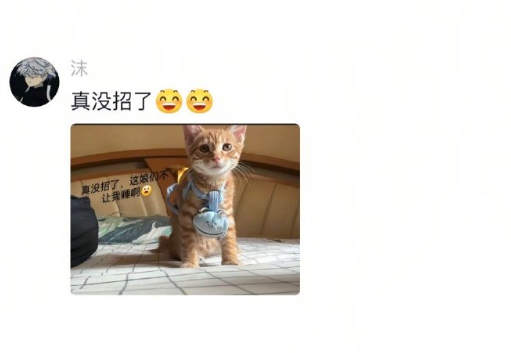见过熬鹰的熬猫的还是第一次见