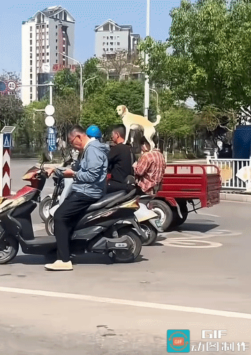 这哪是电动车？简直是杂技现场！网友拍到的离谱一幕：三轮车上居然“站”着一只