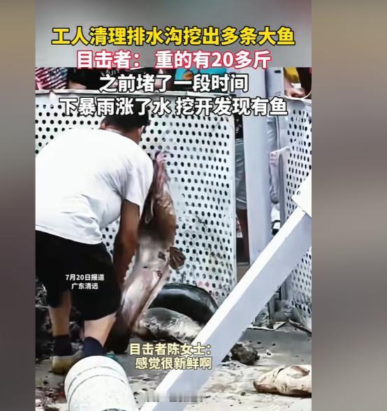 近日广东清远，工人清理因暴雨堵塞数月的排水沟时，意外挖出五六条肥硕大鱼，最重的达