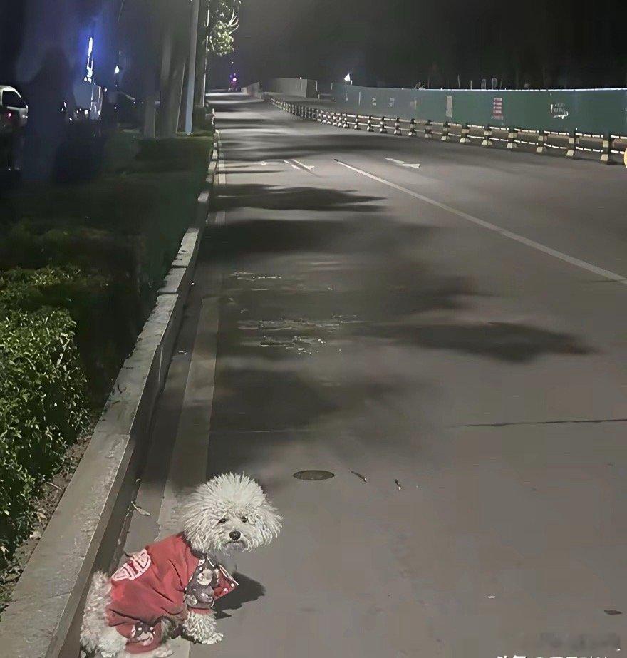 小泰迪惨遭主人抛弃，夜晚在路灯下默默流泪，目光呆滞，神情萎靡，宛如一个无依无靠的